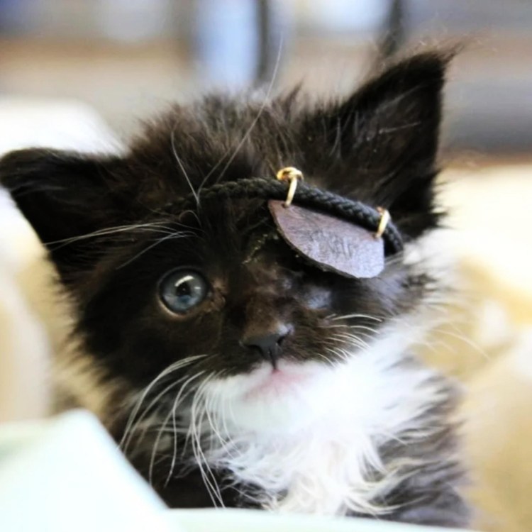 Кошка с одним глазом