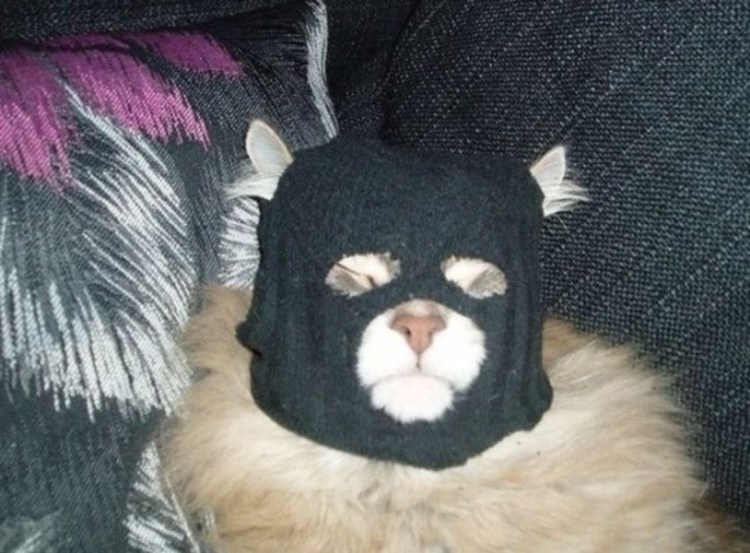 Коты в масках
