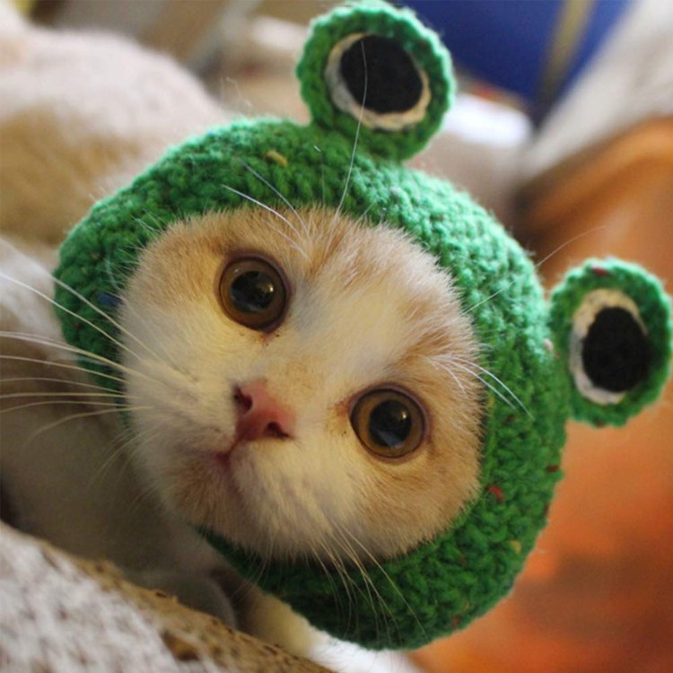 Шапочки для котиков