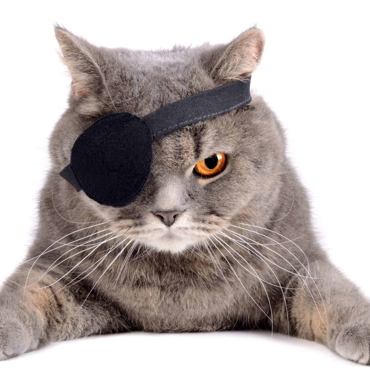 Кот с повязкой на глазу