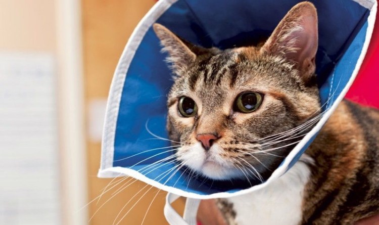 Защитный воротник для кошек