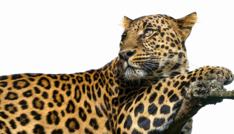 Леопард Виктория