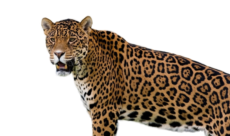 Ягурна прозрачном фоне для фотошопа