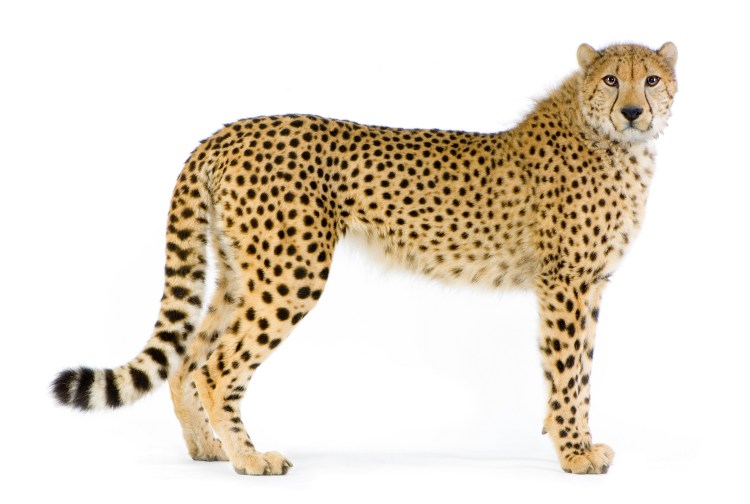 Гепард бежит