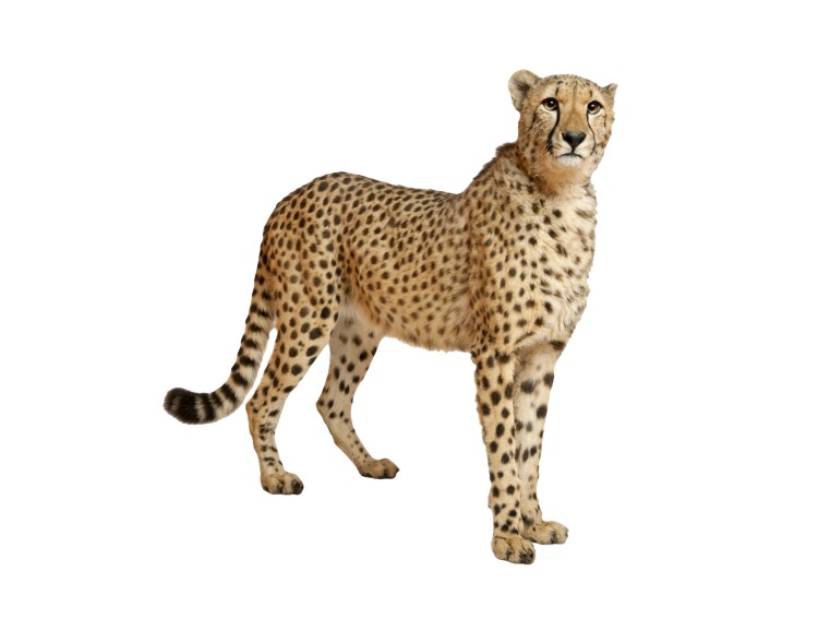 Гепард на белом фоне