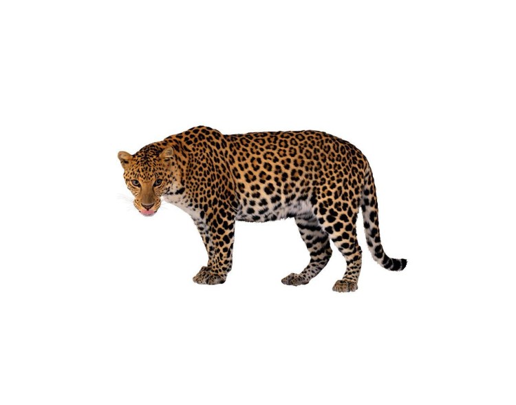 Ягуар на белом фоне