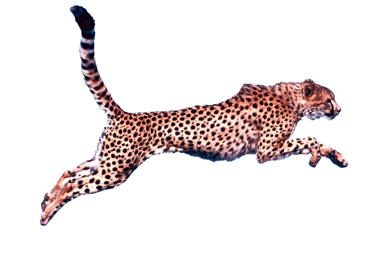 Гепард на белом фоне