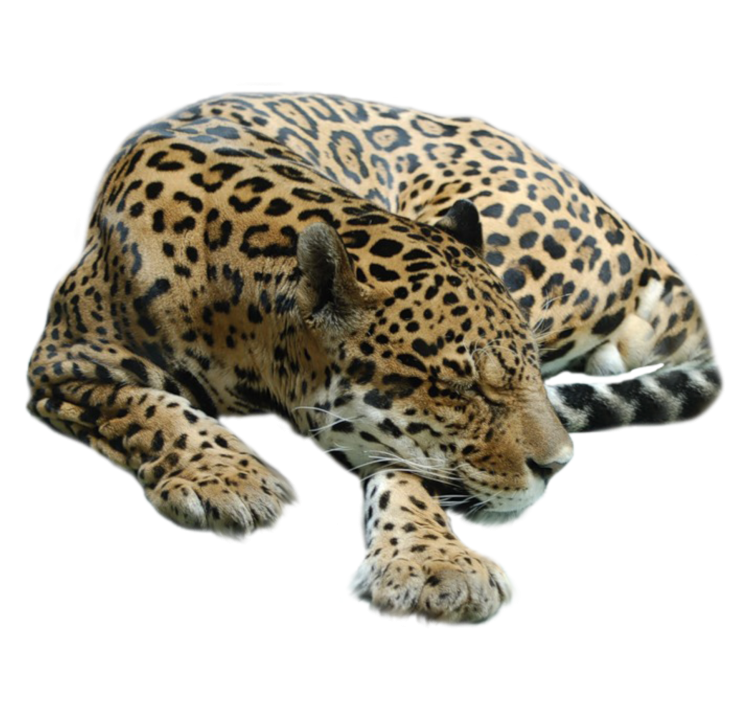 Леопард на прозрачном фоне