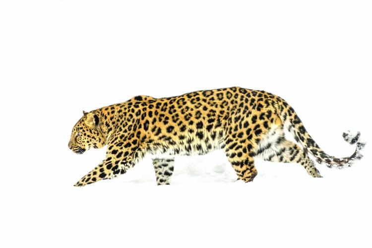 Леопард для детей