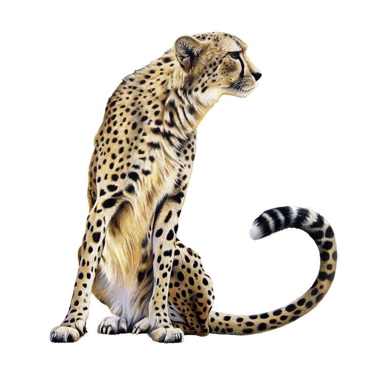Леопард на прозрачном фоне
