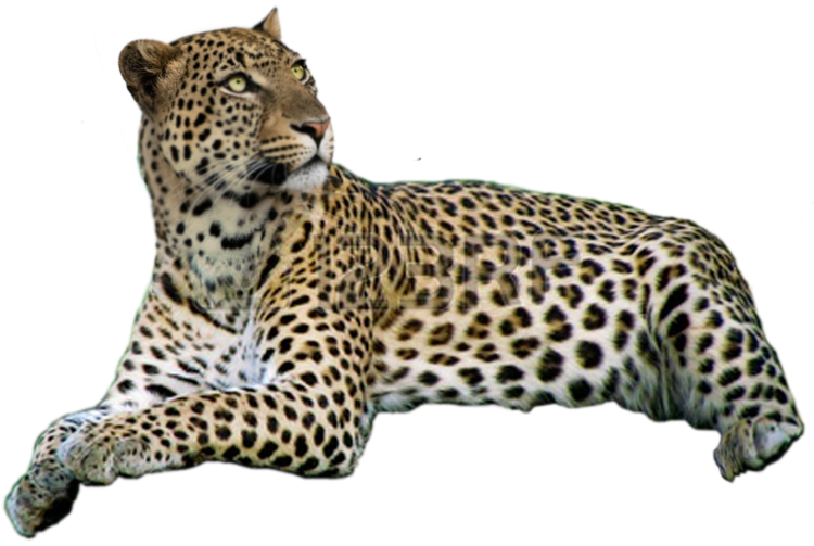 Ягуар на белом фоне