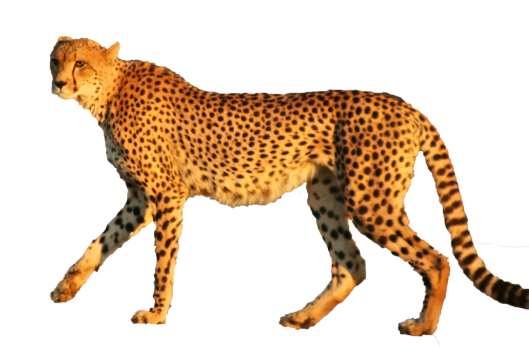 Ягуар на прозрачном фоне
