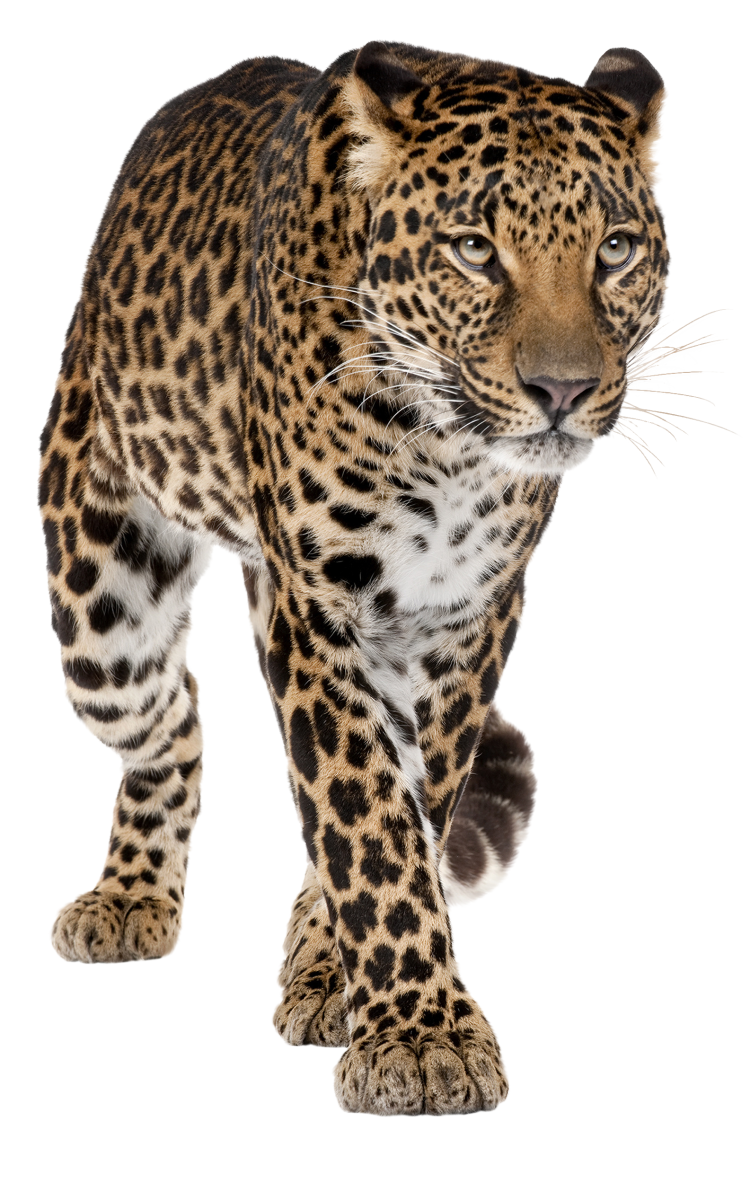 Черно белое изображение