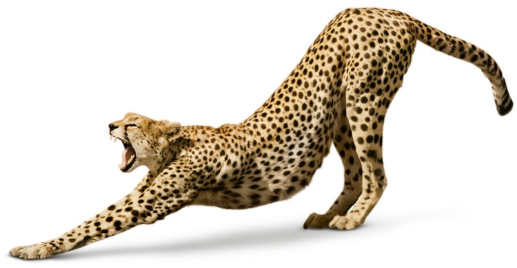 Гепард на белом фоне
