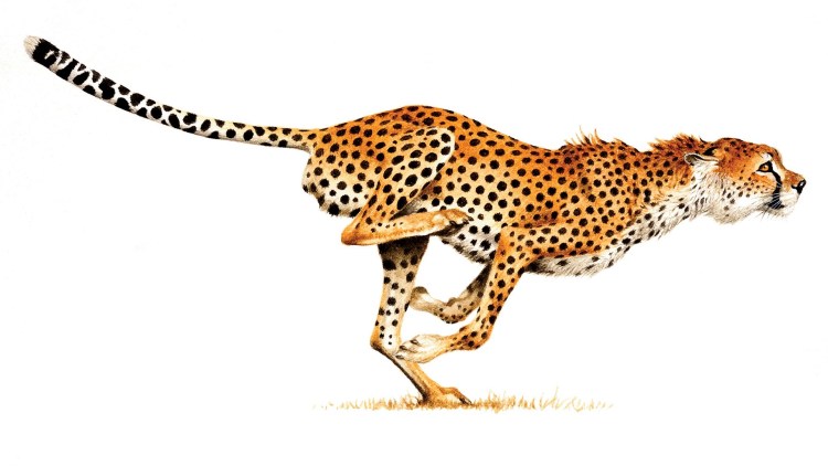 Гепард на белом фоне