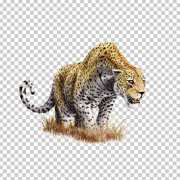 Ягуар на белом фоне