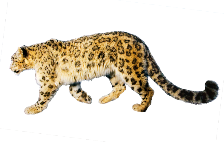 Леопард на прозрачном фоне