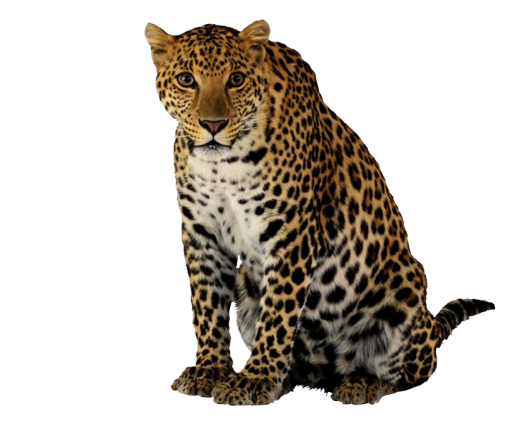 Леопард без фона