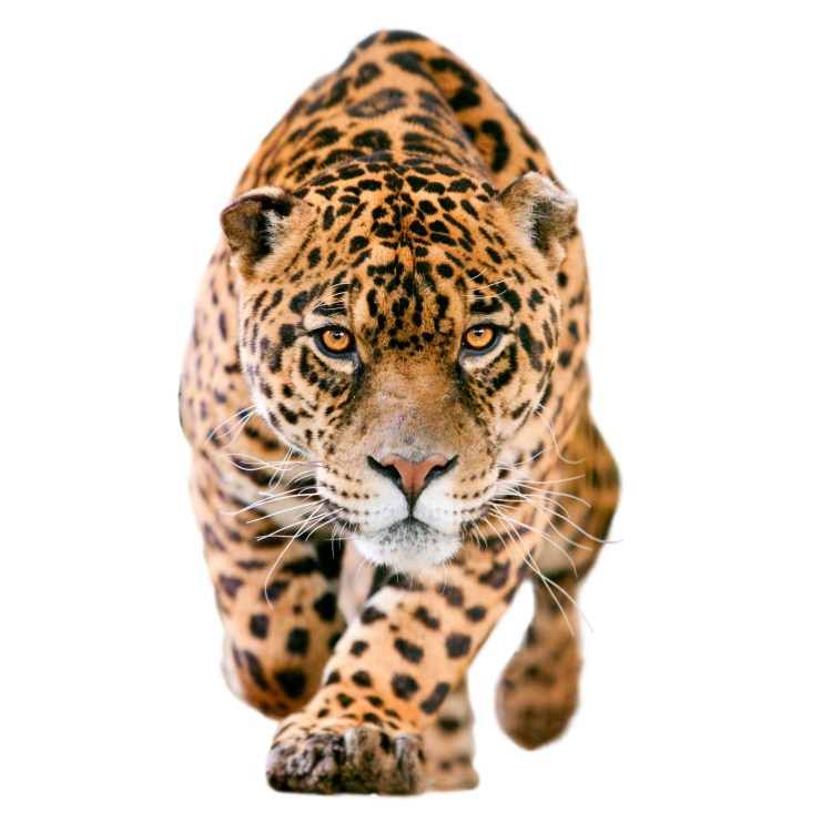 Леопард без фона