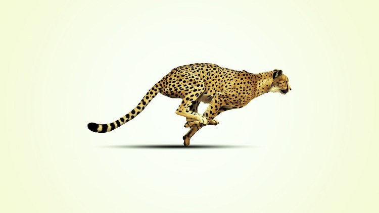 Гепард на белом фоне