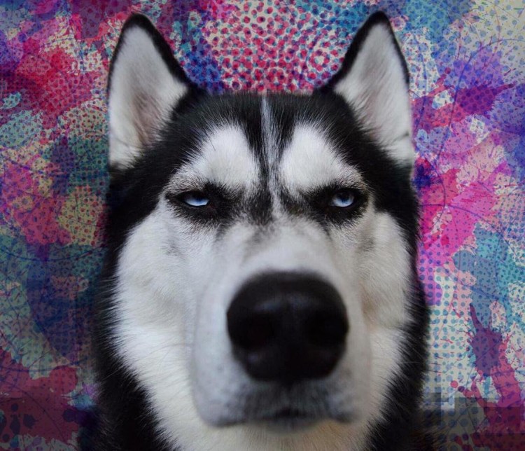 Глаза собаки