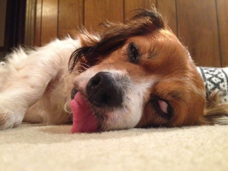 Фолликулярный конъюнктивит у собак