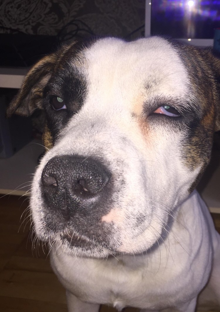 Собака плачет