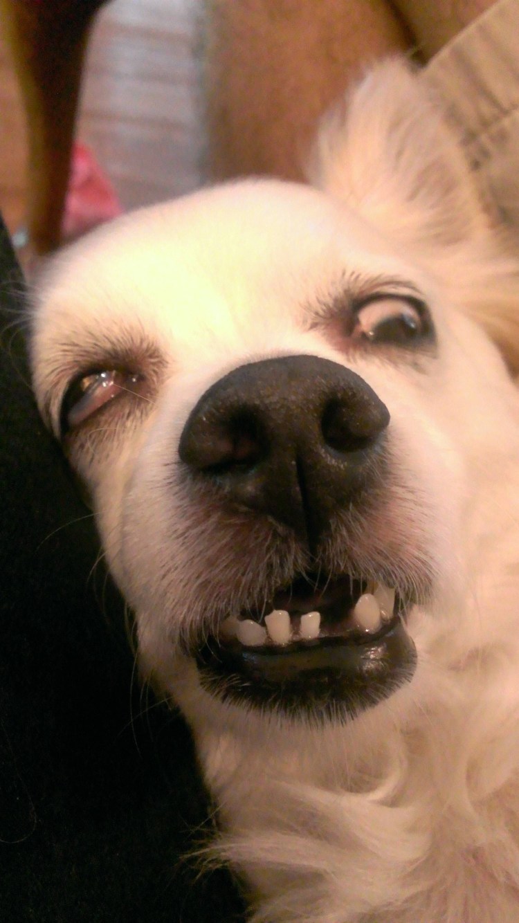 А не пидарок ли ты часом хаски