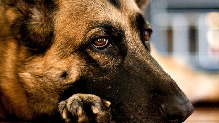 Глаза собаки