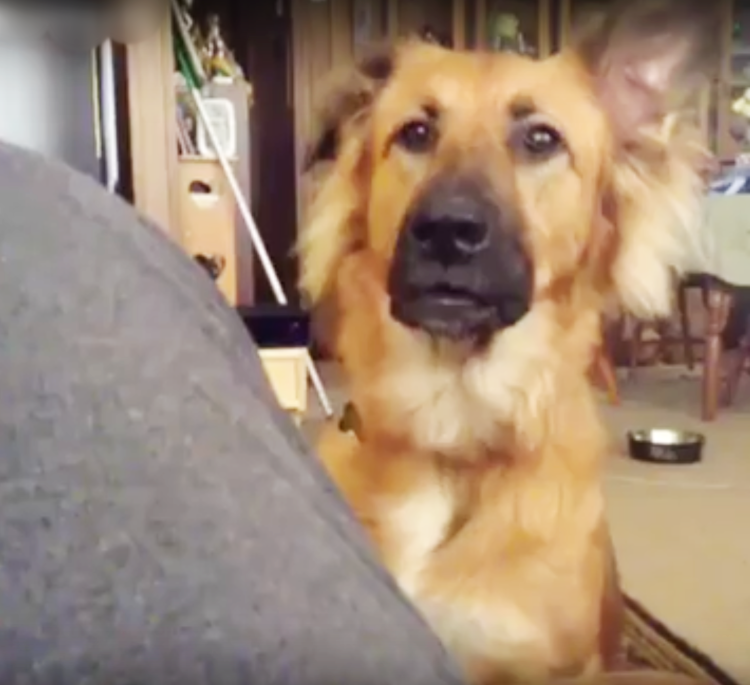 Преданный пес немецкая овчарка