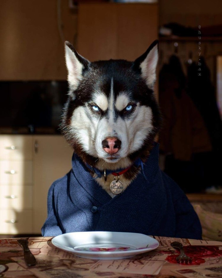 Шарик собака