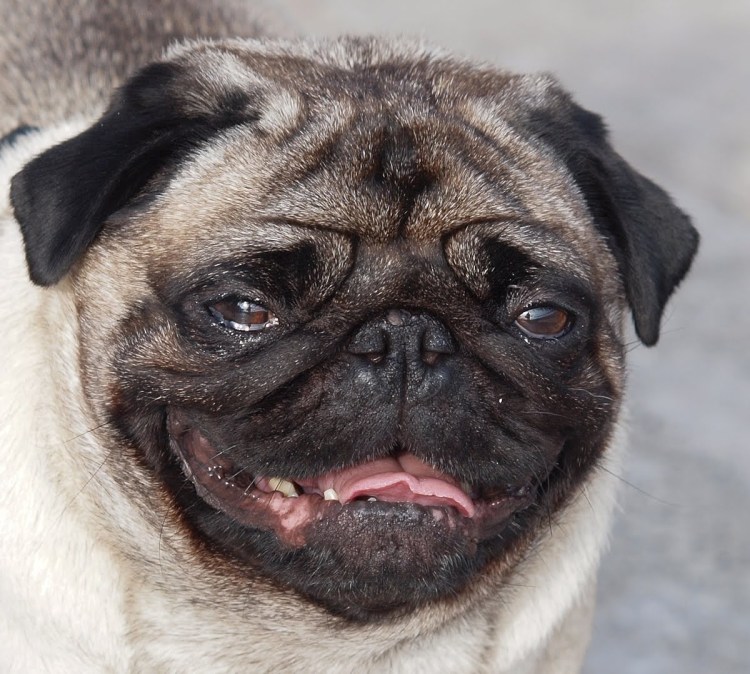 Подозревающая собака