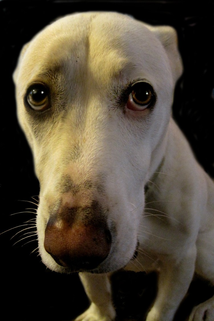 Грустный взгляд собаки