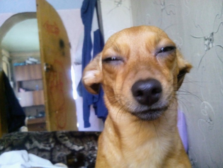 Мемы с собаками