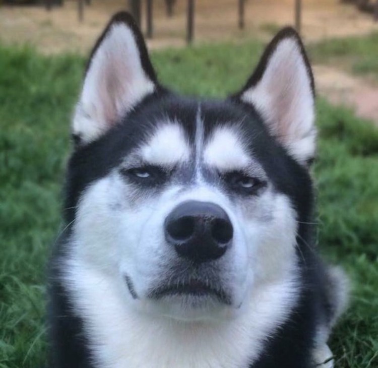 Собака под кайфом