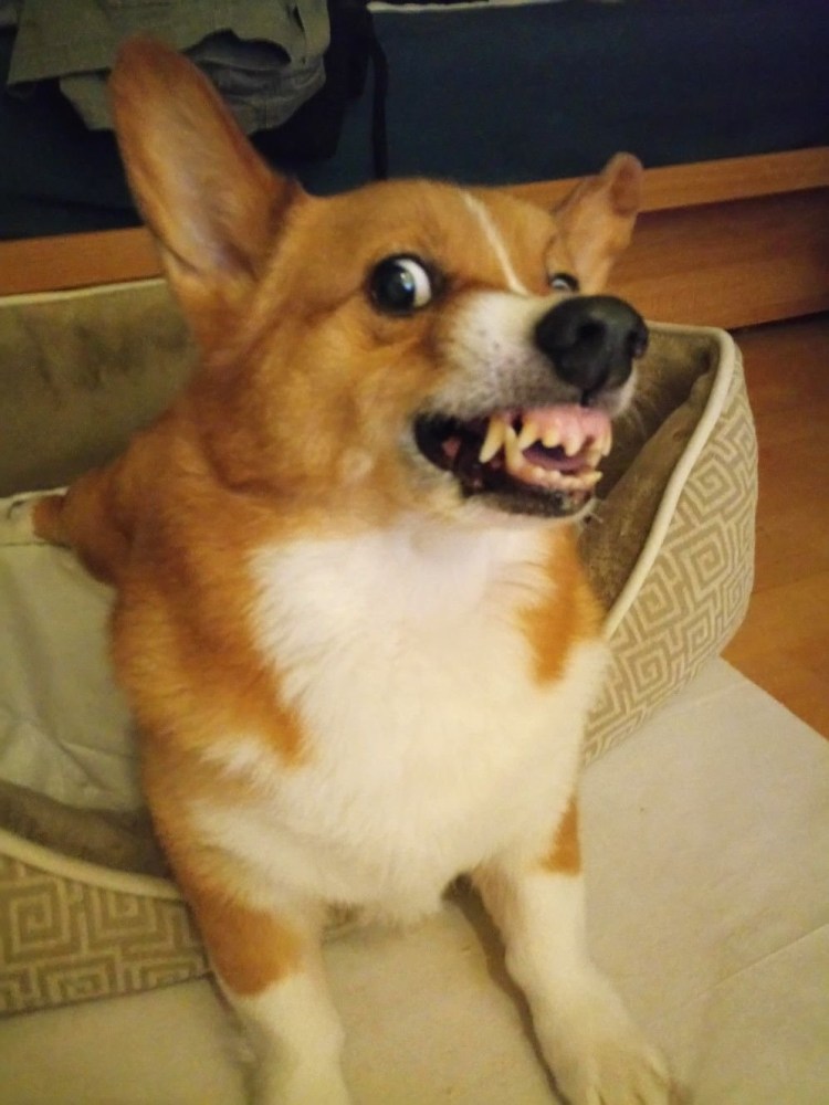 Упоротые собаки