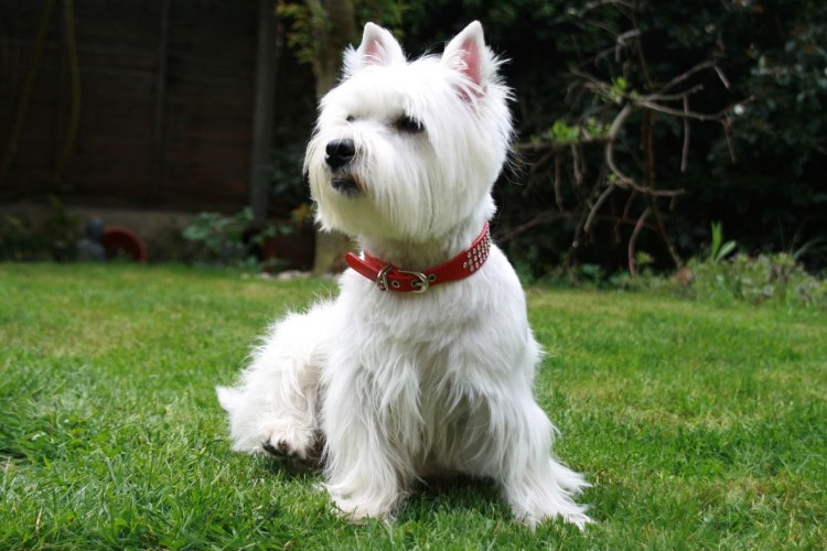 Идефикс собака Обеликса