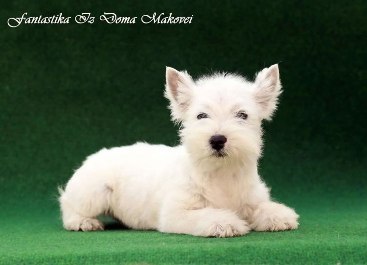 Идефикс мультик Астерикс и