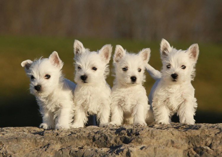 Астерикс и Обеликс