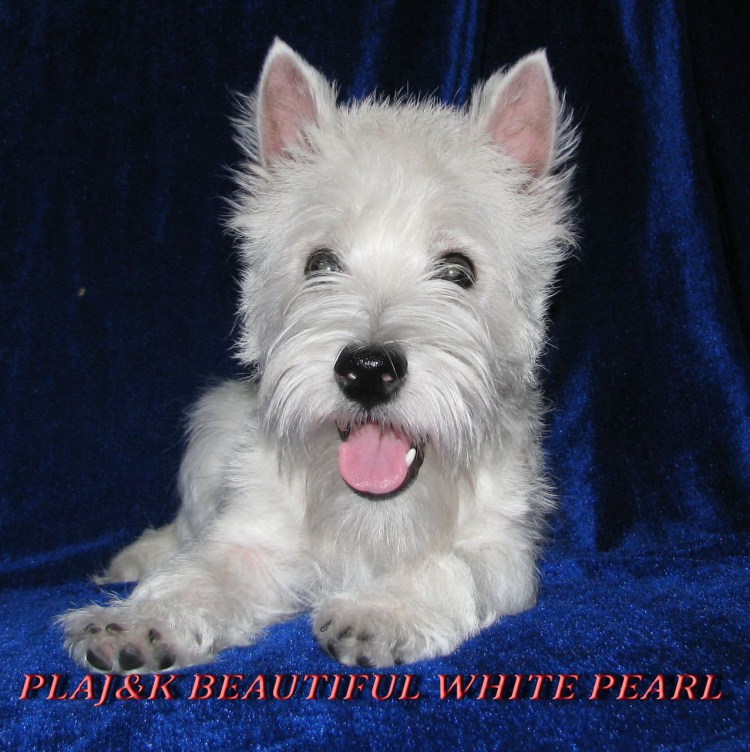 Уэст хайленд Уайт терьер