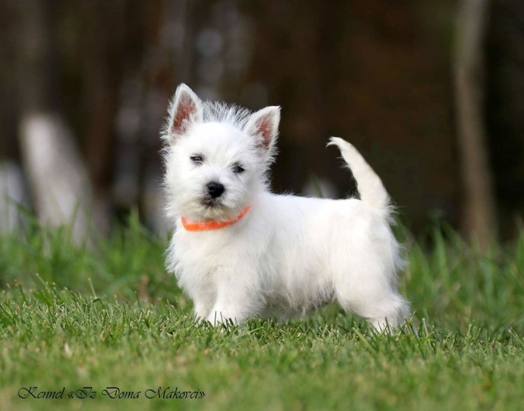 Вест-хайленд-Уайт-терьер Астерикс и Обеликс