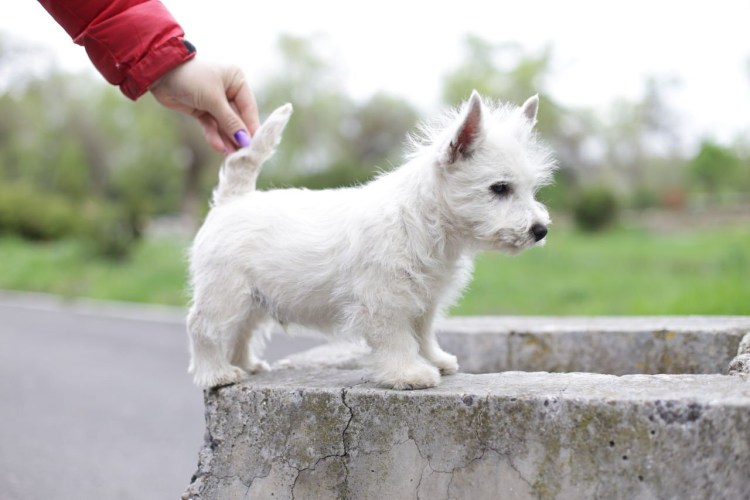 Вест хайленд Уайт терьер Астерикс