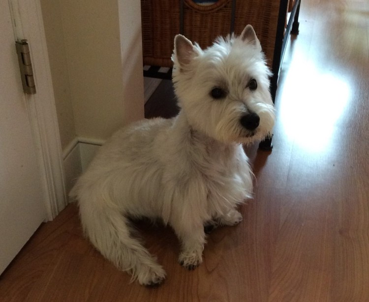 Вест хайленд Уайт терьер Астерикс