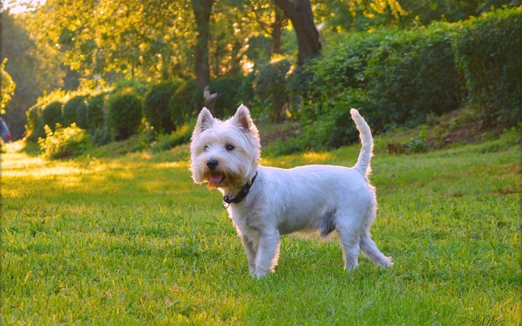 Идефикс Астерикс и Обеликс