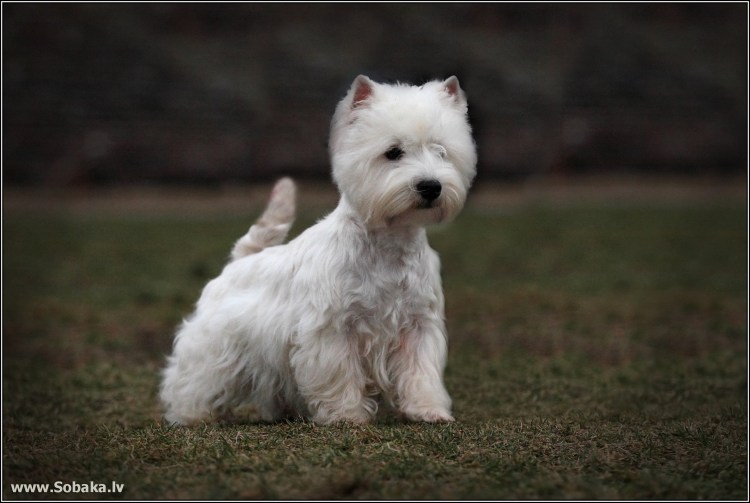 Идефикс Астерикс