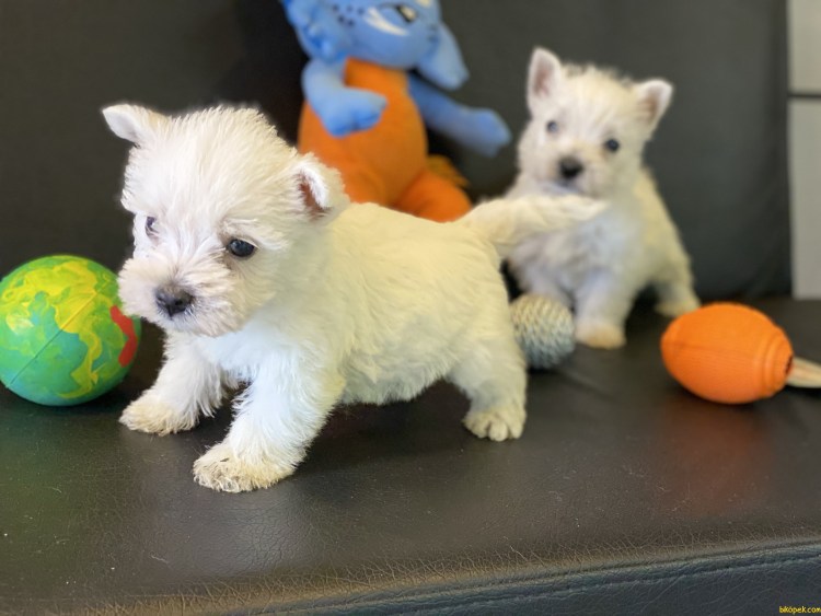 Жерар Депардье Астерикс