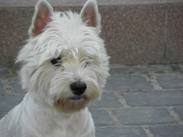 Вест-хайленд-Уайт-терьер Астерикс и Обеликс