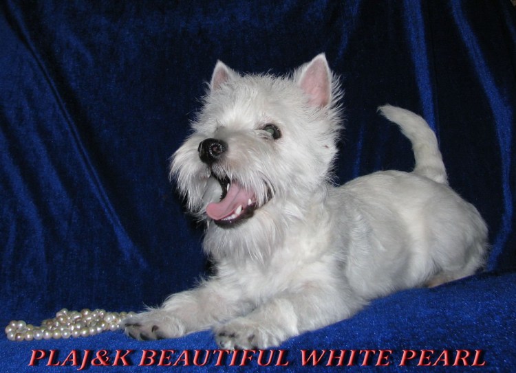 Жерар Депардье в роли Обеликса