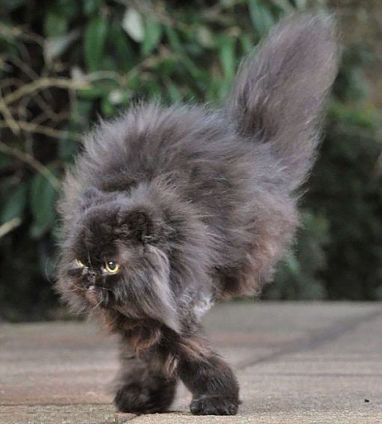 Страшный лохматый кот