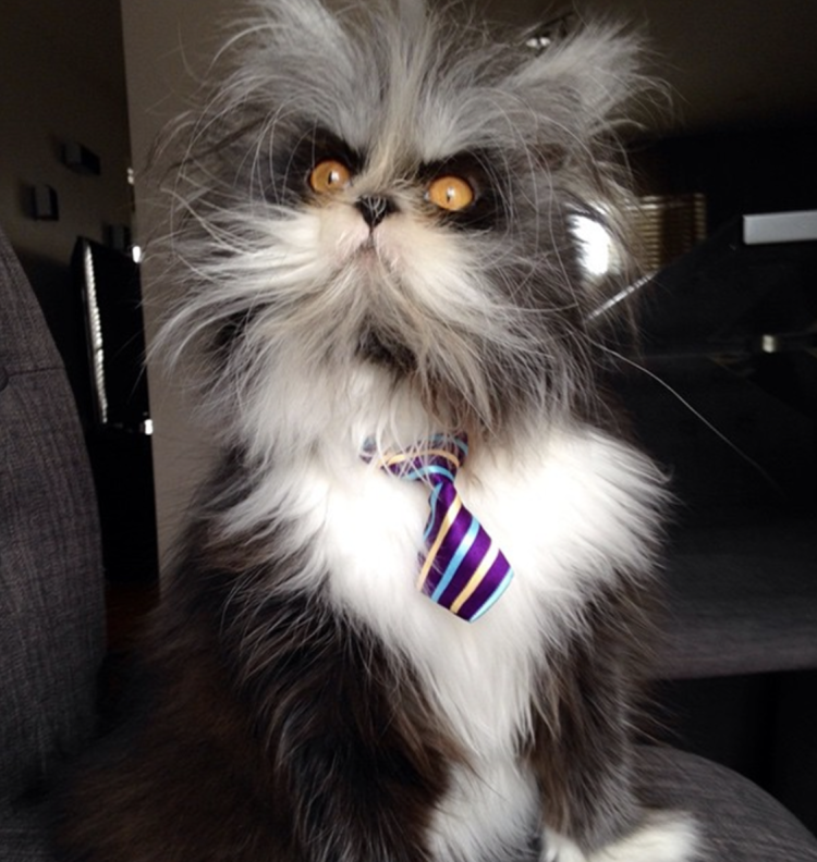 Кот Чихун порода